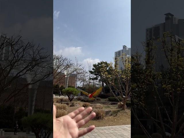 [루카월드] 앵무새가 부르면 온다고??