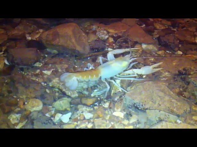 Bristly Cave Crayfish & Eggs In Smallin Civil War Cave  smallincave.com  July 2013