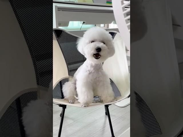 말 대답하는 강아지  #개짖는소리