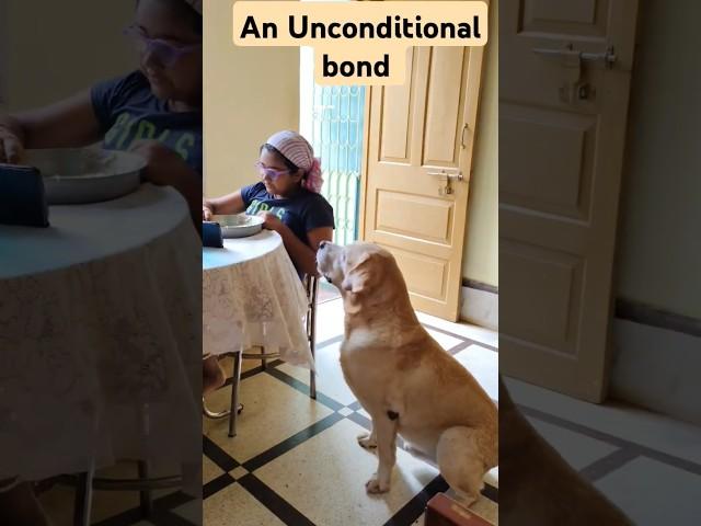 An Unconditional bond with a Lab️#shortvideo #vlog #summershorts #dog #labrador #dailyvlog#lab