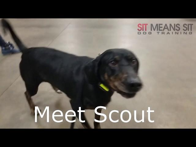 Scout's First Day of Training at Sit Means Sit