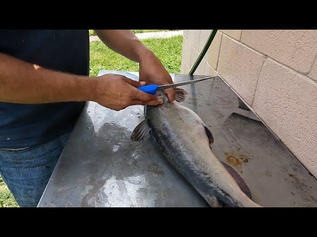 How to fillet a catfish