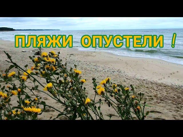 Калининград ! Пляжи опустели ! 29 августа 2021#калининград#отдыхнаморе#калининградскаяобласть
