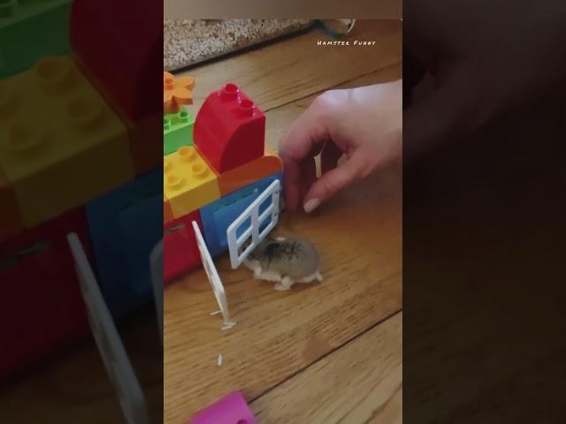 Funny video of my Roborovski Hamster 