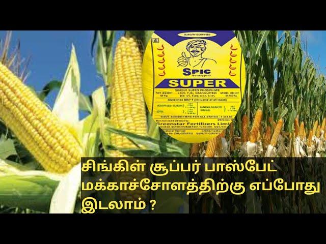 மக்காச்சோளம் சாகுபடியில் அதிக மகசூல் பெற உரமேலாண்மை, உர அளவுகள் மற்றும் பூச்சிக்கட்டுப்பாடு மருந்து