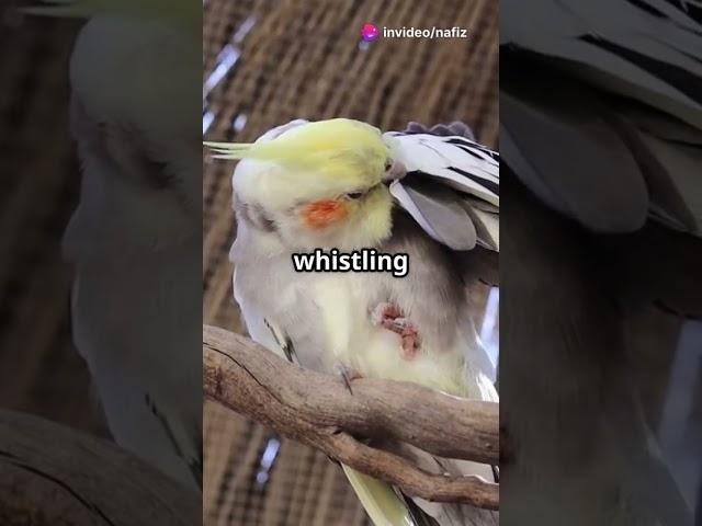 10 Smartest Birds for Pets!.