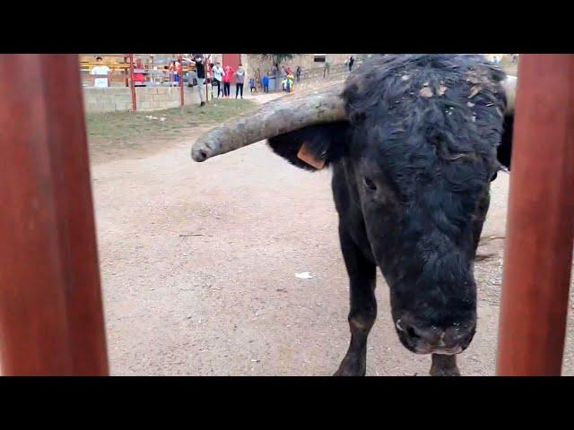  ESTO TORO PEGA MUY FUERTE EN LOS BARROTES