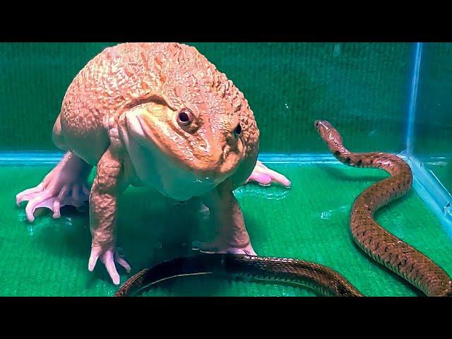 Giant Bullfrog With Big Snake! Asian Bullfrog Live Feeding