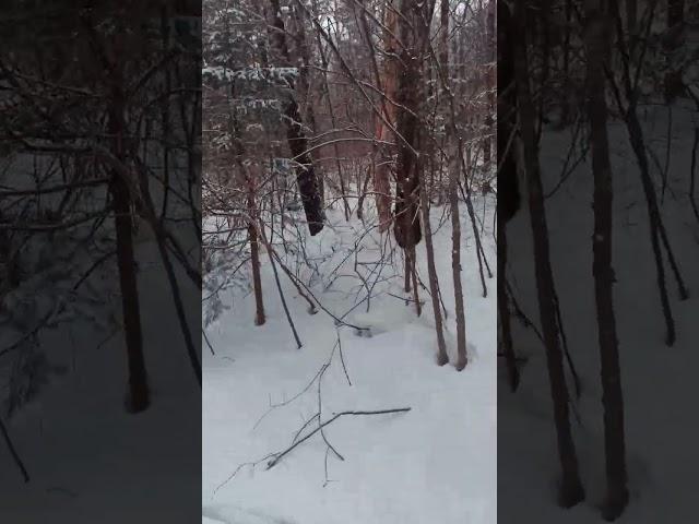 таёжная тропа