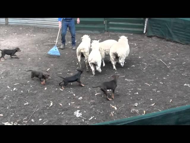 Starting kelpie pups off on sheep