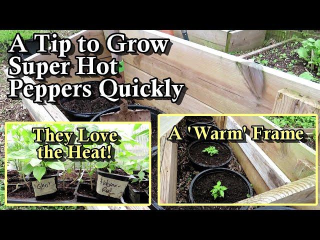 How to Get Super Hot Peppers to Grow Faster & Produce Sooner: They Like Really Warm Soil & Heat!