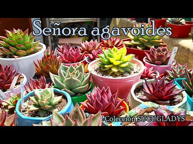 Colección agavoides de SUCUGLADYS #agavoides #echeveria #suculentas