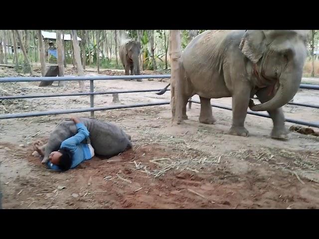 ใบบุญแกล้งพ่อ Ep 18/1/64Yoon teased the father (the baby elephant teased the mahout)