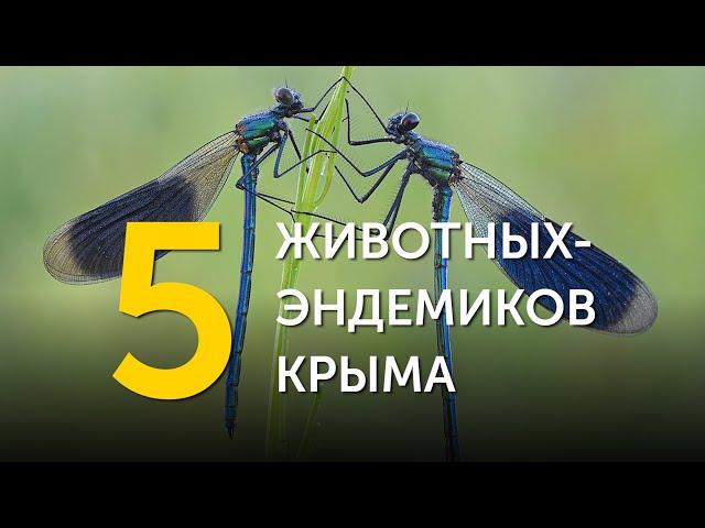 5 животных-эндемиков Крыма