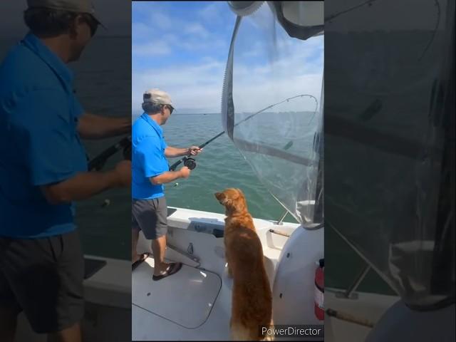 Is it a Coho? Is it a Chinook? IT'S GONE!