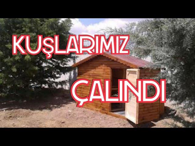 GÜVERCİNLER ÇALINDI!!!