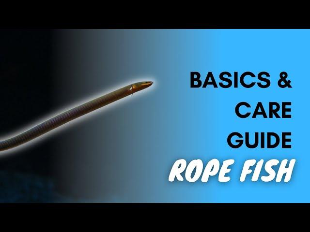 Rope Fish: Basics And Care Guide