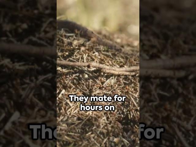 Antechinus: The Peculiar Marsupial #aussie #animal
