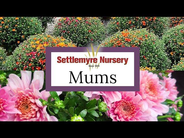 Mums at Settlemyre Nursery - Large and Colorful 8", 12", and Whiskey Barrel, Tricolor