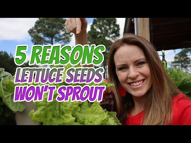 How I Get My Lettuce to Grow - When Seeds Don't Germinate