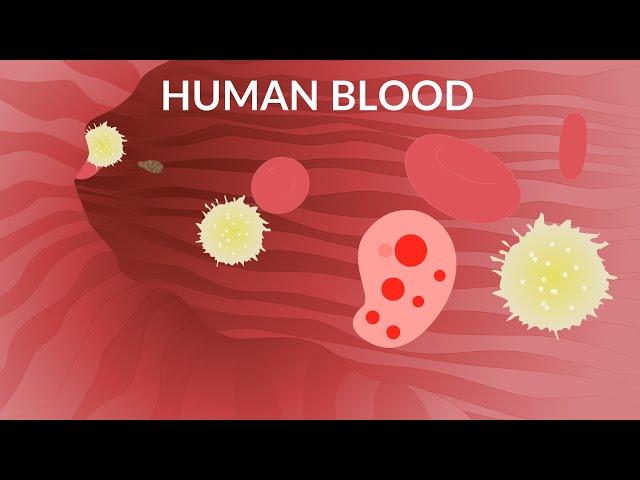 Human Blood Video | Blood Components | Blood Cells