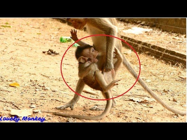 MG! Amara  Steal Baby Gino & Pull His Private! Adorable Baby Monkey Baby Tola & Gino. Activity.....!