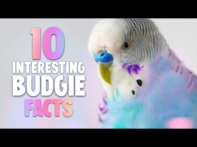 10 Interesting Budgie Facts