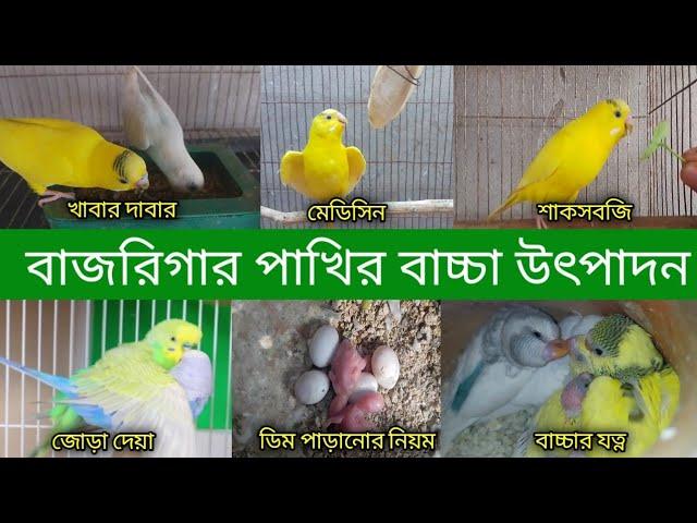 বাজারিগার পাখির বাচ্চা উৎপাদন ও বাচ্চার যত্ন Budgiri birds baby care Grow Life