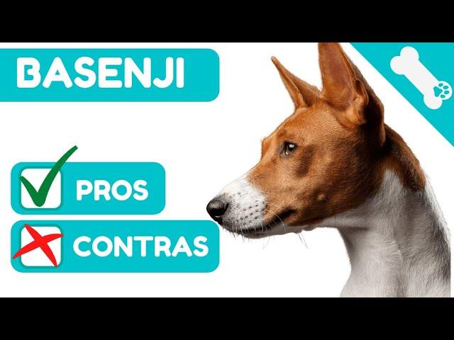  ADVANTAGES and DISADVANTAGES of owning a BASENJI  PROS  CONS of a BASENJI Dog.