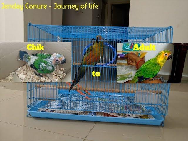 Jenday Conure |  A journey from chik to adult | Female Jenday