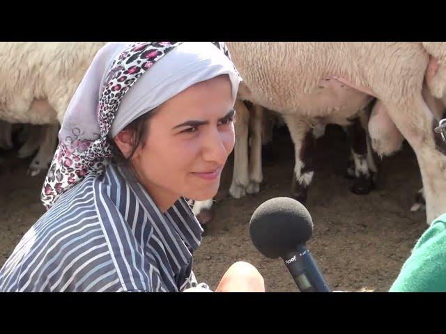 KOYUN ÇOBANLARINIDA DİNLEYİN