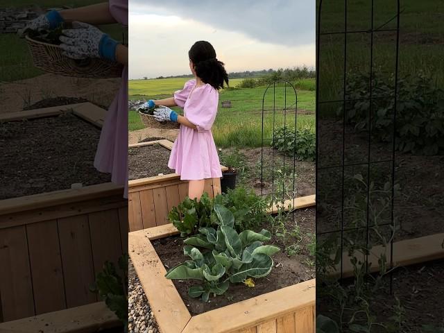 Our first garden harvest! #garden #harvest #beginnergardening