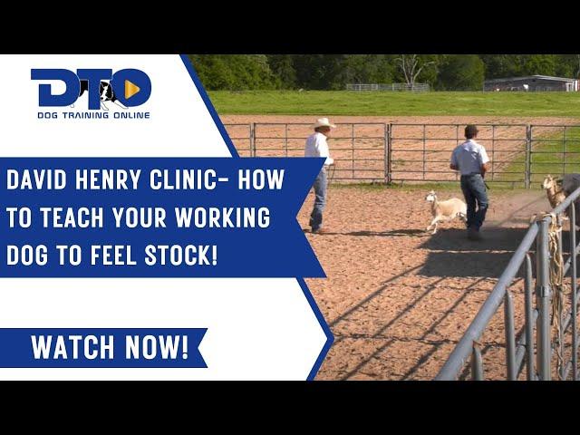 David Henry Clinic- How To Teach Your Working Dog To Feel Stock!