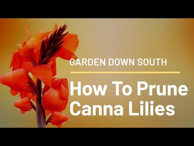 How To Prune Canna Lilies