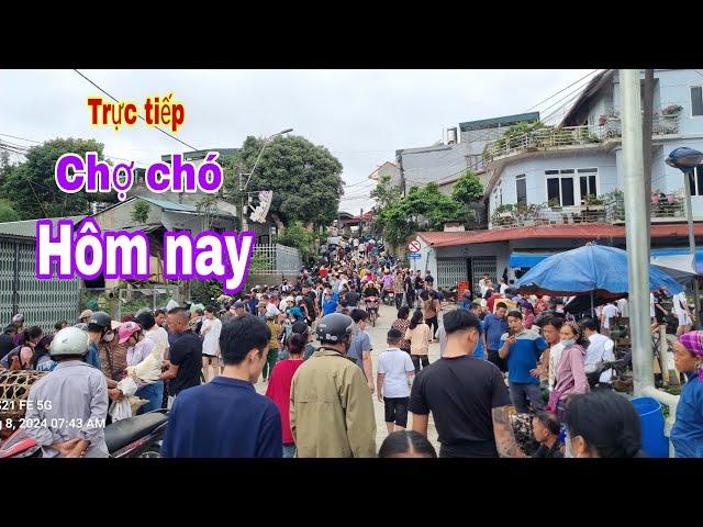 Trực tiếp chợ chó bắc hà ngày 8/9 chợ chó ngày mưa gió #BacHaTV/ Chợ chó bắc hà