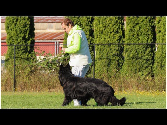 Graceful Obedience with a Truly Stunning German Shepherd! | Kraftwerk K9