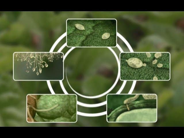 See how Potato Late Blight develops