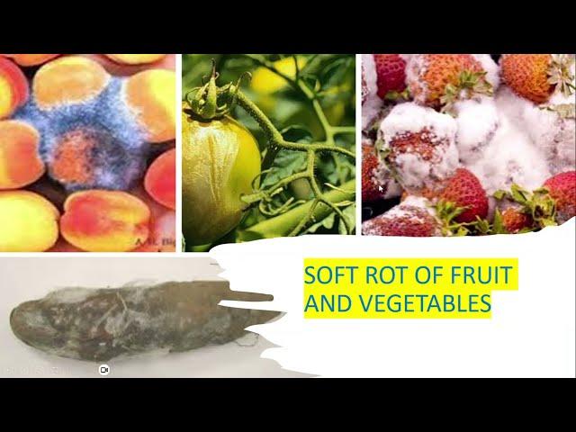 Soft Rot of Fruits and Vegetables, causes, symptoms and cures