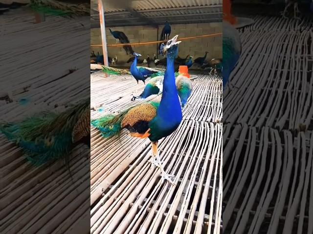 Cutest Peacock's cute sound #peacock #viral #florist786 #moor #reels