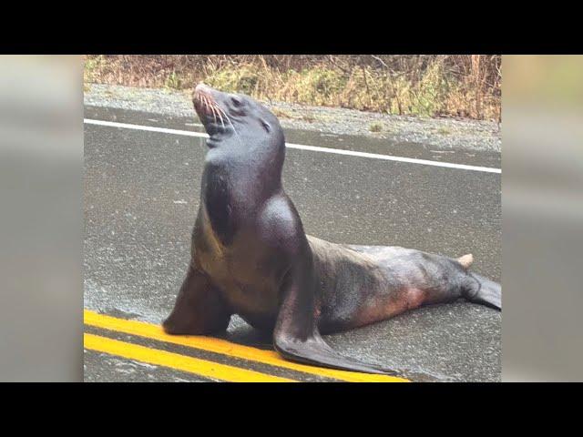 Wayward sea lion causes commotion on Vancouver Island highway