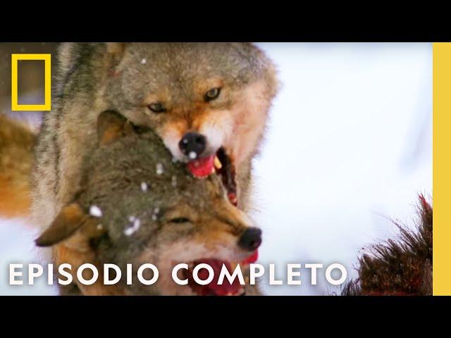 Batalla de los Animales Más Fuertes | Noche De Pelea Animal | Nat Geo en Español