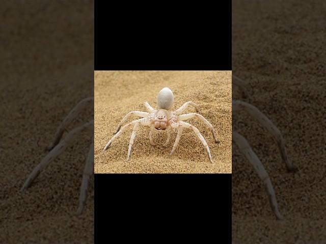 White dancing lady spider | #youtubeshorts | # shorts | #trending | #viral