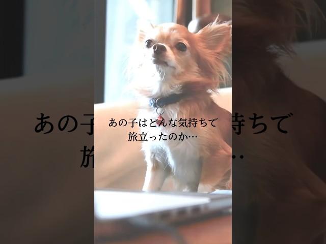 【お空ペット】ごめんね頑張らなくて良いって言ってしまった#shorts  #ペット