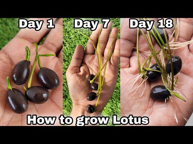 How to grow Lotus at home, How to grow lotus from seeds