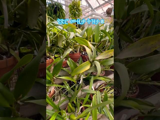 Old is gold #ethiopianmusic #ethiopianoldiesmusic #ኢትዮጵያ #botanicalgarden #amharic #habesha #explore