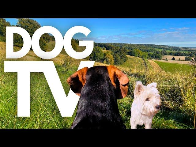 GoPro DogTV | 10hrs of Relaxing Virtual Dog Walks Through Scenic Valleys  Dog POV