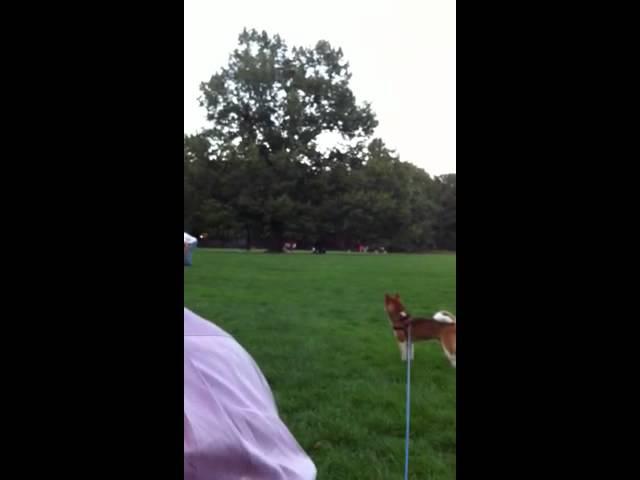 Football and Mr Fox