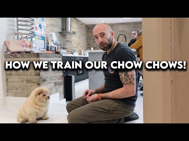 How we train our chow chows! [SUPER INTERESTING]