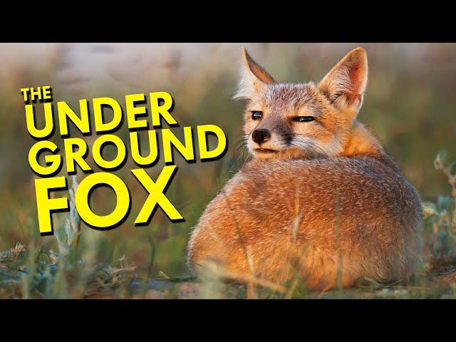 Swift Fox: The Underground Fox