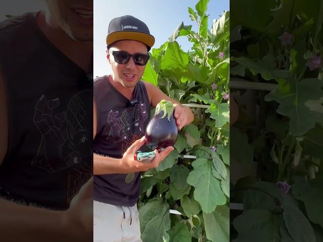 Maximizing crop yields by vertical farming on aeroponics towers #farming #gardening #agriculture